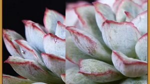 Succulent Echeveria 'Mr.Jaewu' and 'Yangjin'