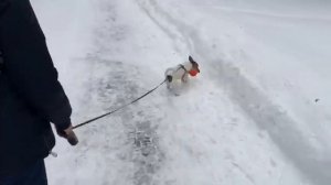 Одежда для собак