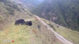 Рогатые бойцы в деле! Носорог, буйвол, баран, як!  На что способны рогатые животные!