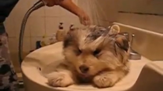 Плюшевый корейский щеночек 