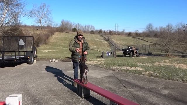 Labrador Retriever and German Shorthaired Pointer Puppy Retrieving tips!
