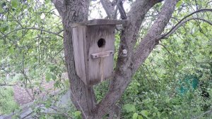 Скворец 170429 1 в Скворечние в саду со стороны 14