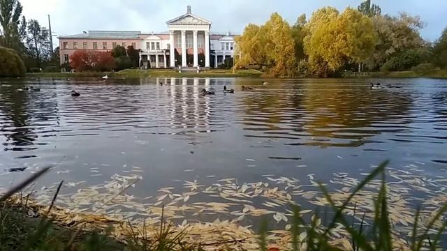 Утки в пруду смотреть онлайн