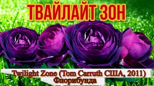 Роза Твайлайт Зон (Флорибунда) -Twilight Zone (Tom Carruth США, 2011)
