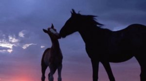 Игорь Слуцкий "Приходите в мой дом"