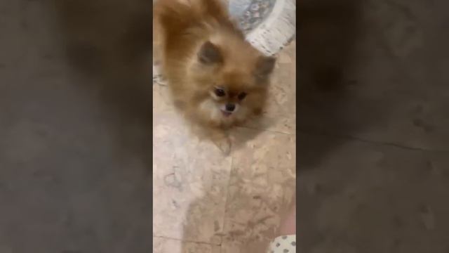 Прикольный шпиц #классные #животные  #милашка