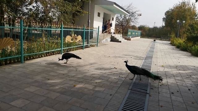 Павлины