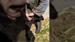 Как узнать возраст козы?