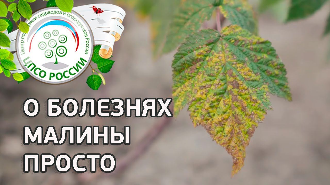 Болезни и лечение малины. Антракноз. Септориоз. Дидимелла. Серая гниль(Ботритис)