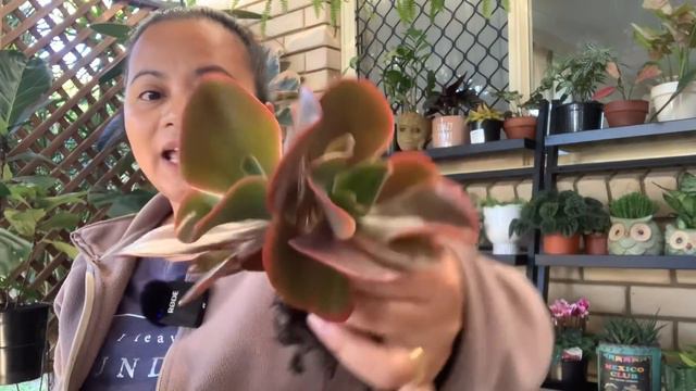 Kwentuhang Suyon at Echeveria Big Red смотреть онлайн