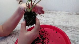 АНТУРИУМ  ПЕРЕСАДКА ПОСЛЕ ПОКУПКИ.
