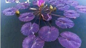 Дмитрий Маликов **Сатиновые берега**