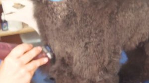 Груминг Пуделя Чарли