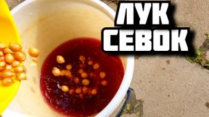 Сажаем лук севок правильно по совету опытного огородника