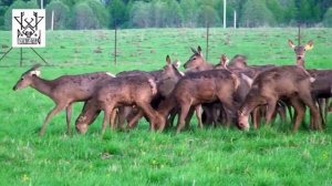 Годовалые самки благородного оленя на летнем пастбище. ООО "Русский Олень"