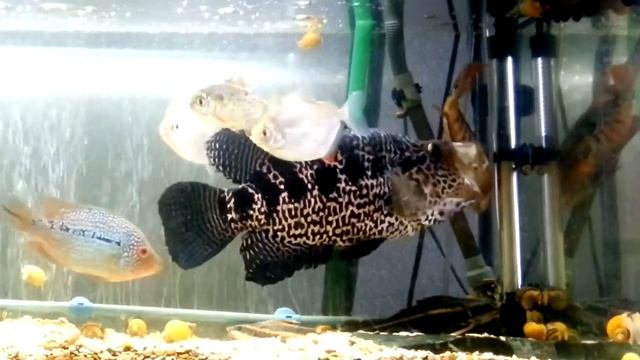 Parachromis managuensis. Зевота, зевота перейди на Федота! смотреть онлайн