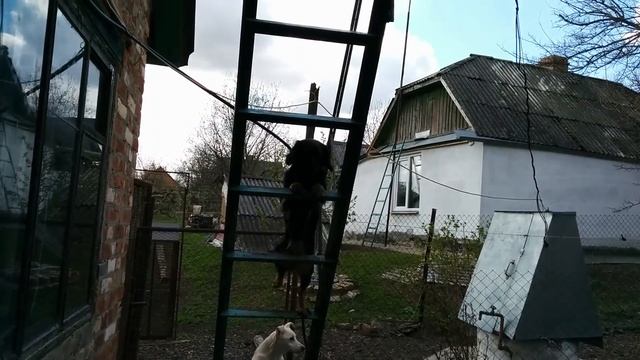 Собака лазит по лестнице смотреть онлайн