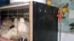 Клетка для перепелов своими руками