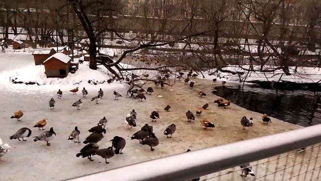 Утки, московский зоопарк смотреть онлайн