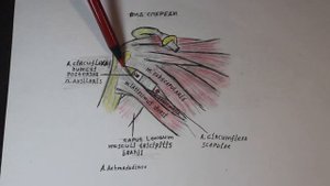 Подмышечная область топография трехстороннего и четырехстороннего отверстий