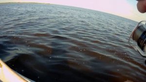 Ловля судака на Ладоге