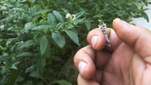 МЯТА ПЕРЕЧНАЯ | ЦВЕТЕНИЕ