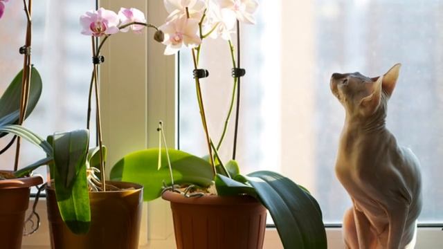 Что такое ПЕРИОД ПОКОЯ и нужен ли он растениям? Как отправить растение на покой и вывести правильно смотреть онлайн