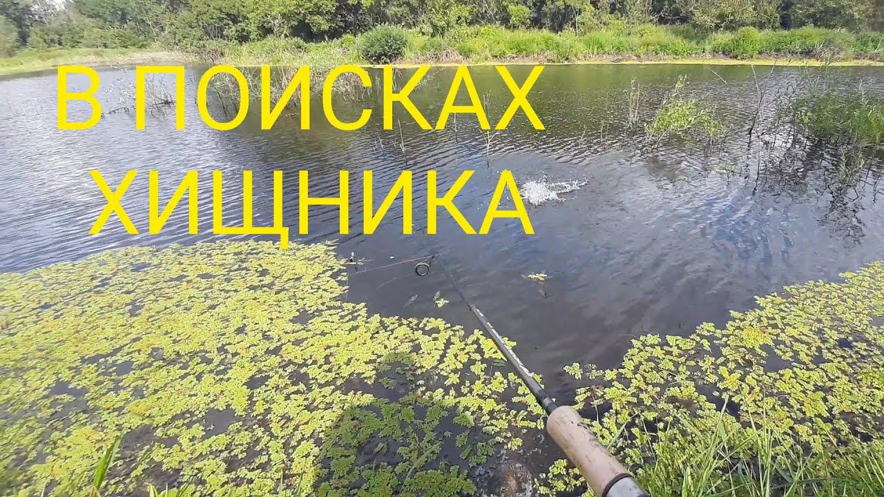 В ПОИСКАХ ХИЩНИКА ПО ЗАЛИВНЫМ ДОНСКИМ ОЗЕРАМ!!! смотреть онлайн