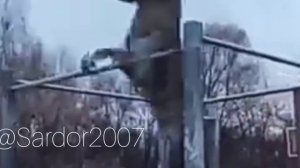 Мем про Мерс. Волки на турниках