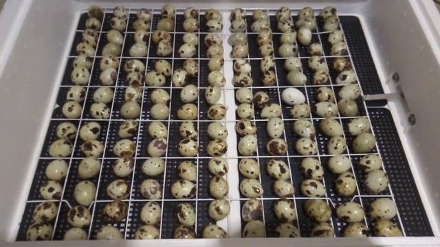 Процесс закладки перепелиных яиц. смотреть онлайн