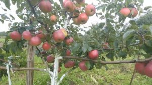 Дыямент, Антей зимние сорта яблок белорусской селекции.