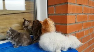 Сибирские котята(пушистые красавцы), Siberian kittens