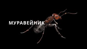 МУРАВЕЙНИК