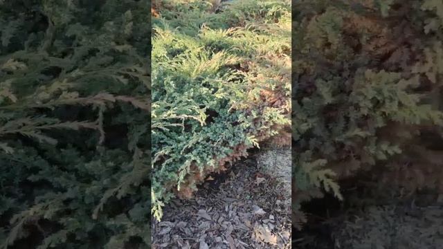 Почему хвойные пожелтели? ? смотреть онлайн