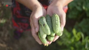 ЭТИ 2 ОГУРЦА ЗАВАЛЯТ УРОЖАЕМ