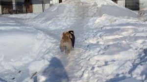 Алабаи помет Ж питомника ТИМЕРТАШ - февраль 2016