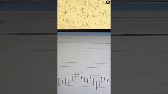 Рекомендация по золоту, серебру и нефти | Трейдинг концентрат. Выпуск 11 смотреть онлайн