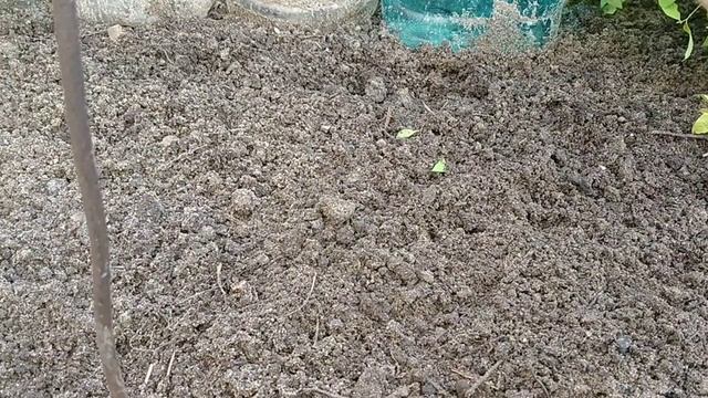 КАК РАЗМНОЖИТЬ ГОРТЕНЗИИ ? ЧЕРЕНКОВАНИЕ ГОРТЕНЗИЙ ЗЕЛЁНЫМИ И ОДРЕВЕСНЕВШИМИ ЧЕРЕНКАМИ . смотреть онлайн