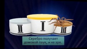 Три вида пауков которые реально полезны в доме и защищают от насекомых