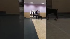 Тренировка щенка добермана