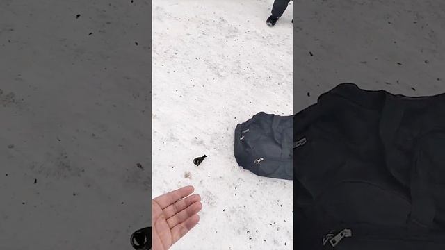 Совсем  ручные синички