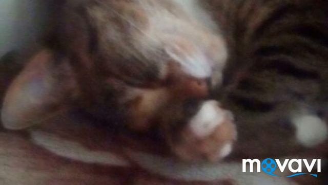 Мало так мало осталось нормальных котят! смотреть онлайн