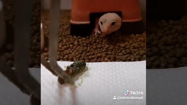 Эублефар! Продажа красивых морф!