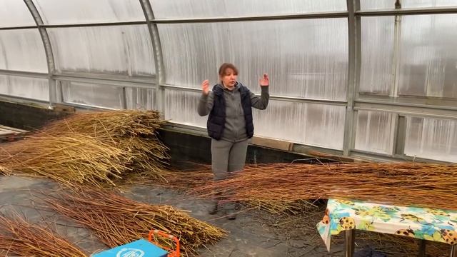 Русская ива. Как мы работаем в теплице смотреть онлайн