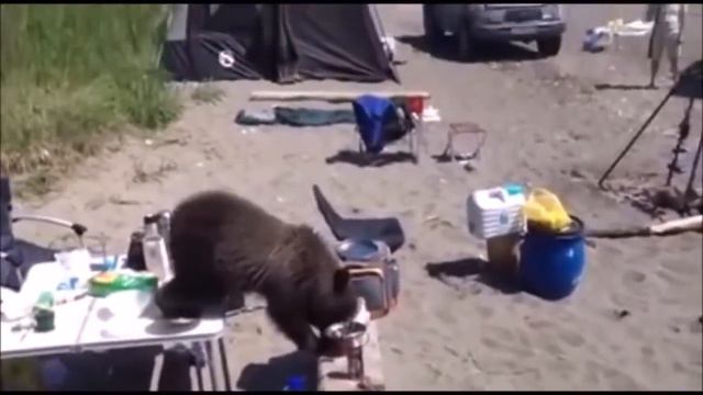 ТОП 10 встреч с дикими животными на рыбалке От прикола до ж смотреть онлайн