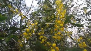 Акация ивовая. Флора Израиля. Описание, использование акации ивовой.