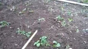 Как работает чудо мотыга Неймана