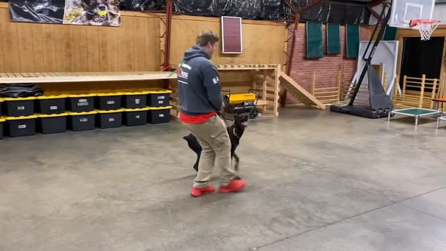 Super Doberman In Training & Development "Teller" 9 Mo's Obedience Star In Development @ PDS смотреть онлайн