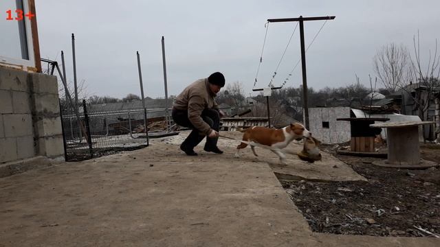 Спортивная собака Амстафф, как научить собаку висеть и трепать снаряд.
