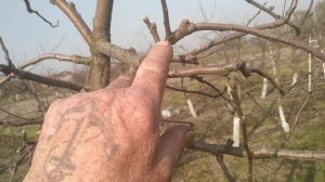 Обрезка сада